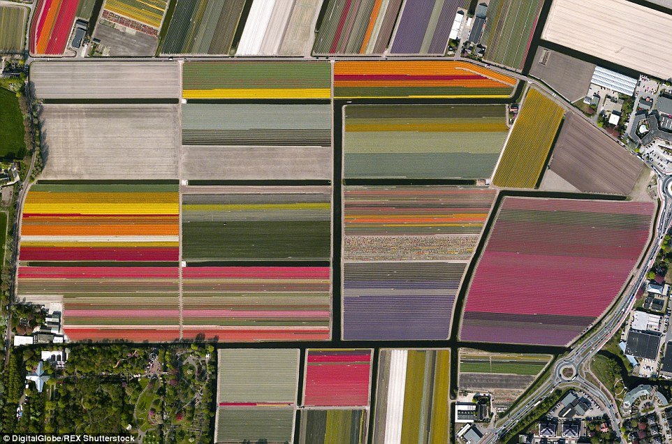 13. Tulip fields, Lisse, Netherlands