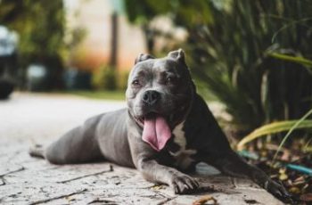 25 Dog Breeds That Might Cause Your Homeowners Insurance To Skyrocket