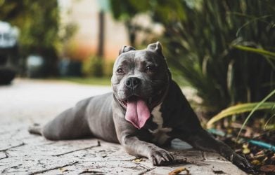 25 Dog Breeds That Might Cause Your Homeowners Insurance To Skyrocket