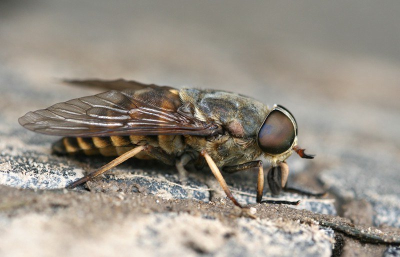 Bot Flies | The Deadliest Insects In The World | Brain Berries