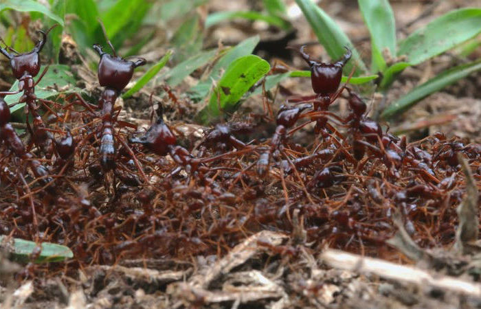 Driver Ants | The Deadliest Insects In The World | Brain Berries