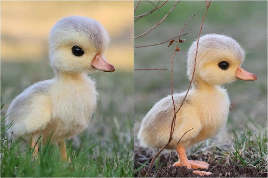 Duckling | Super Realistic And Extra Cute Felt Animals By Russian Artist | Brain Berries