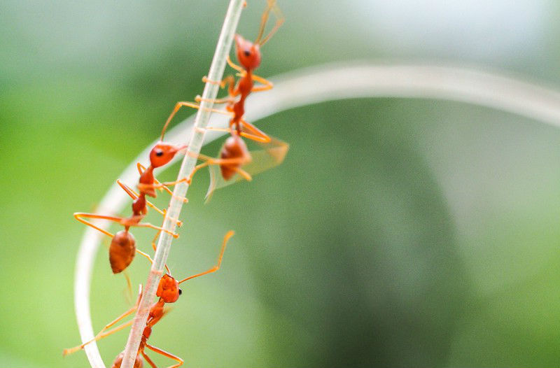 Fire Ants | The Deadliest Insects In The World | Brain Berries