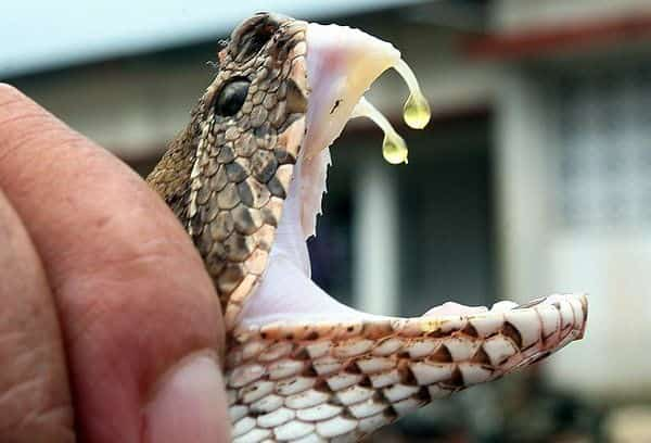 Snake Milker | 8 Weirdest Jobs That You Can Apply For | Brain Berries