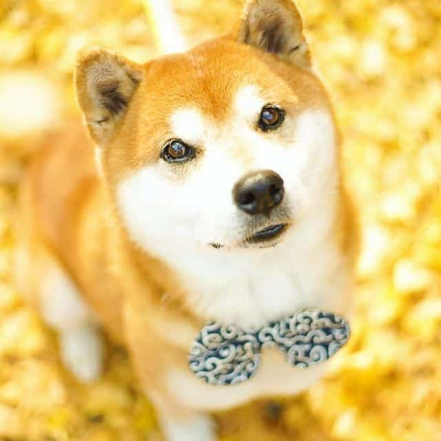 The Happiest Shiba Inu On Instagram #1 | Brain Berries