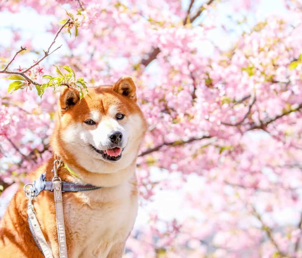 The Happiest Shiba Inu On Instagram #10 | Brain Berries