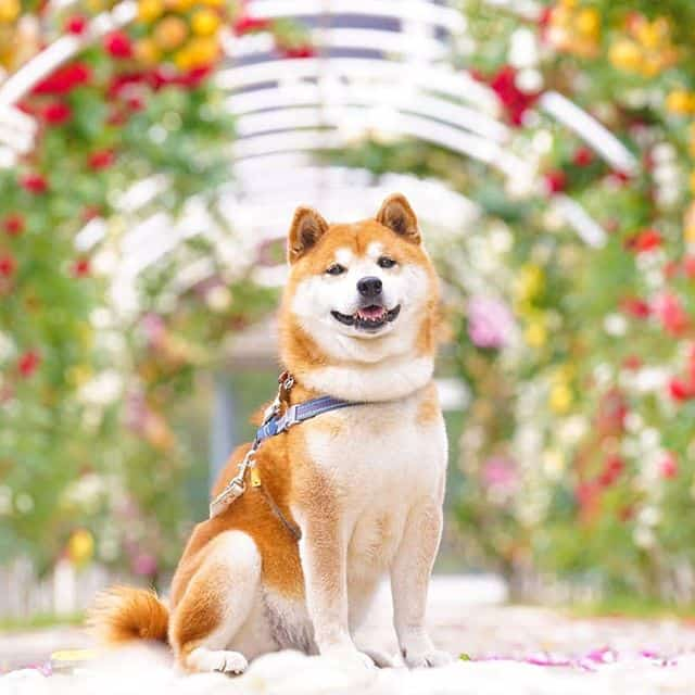 The Happiest Shiba Inu On Instagram #11 | Brain Berries