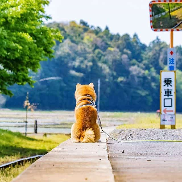 The Happiest Shiba Inu On Instagram #13 | Brain Berries