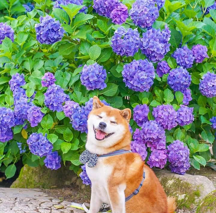 The Happiest Shiba Inu On Instagram #15 | Brain Berries