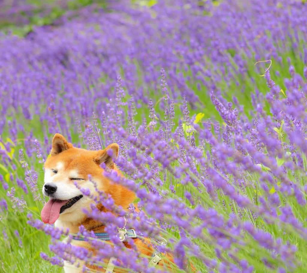 The Happiest Shiba Inu On Instagram #16 | Brain Berries