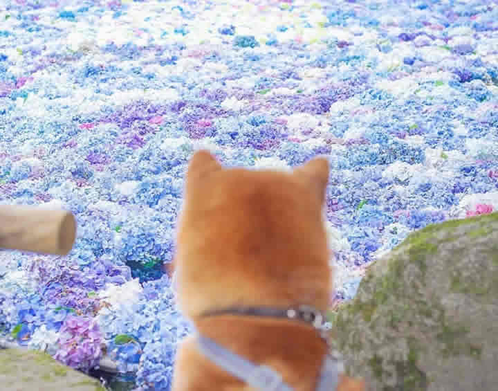 The Happiest Shiba Inu On Instagram #17 | Brain Berries