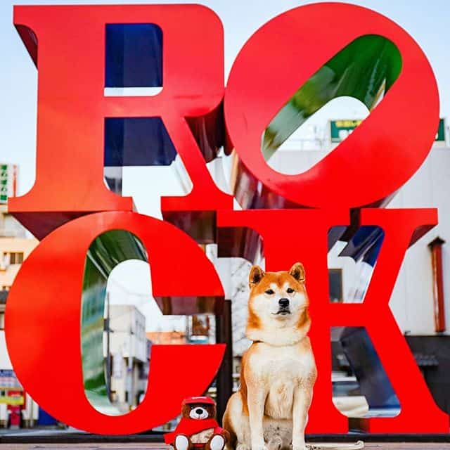 The Happiest Shiba Inu On Instagram #2 | Brain Berries