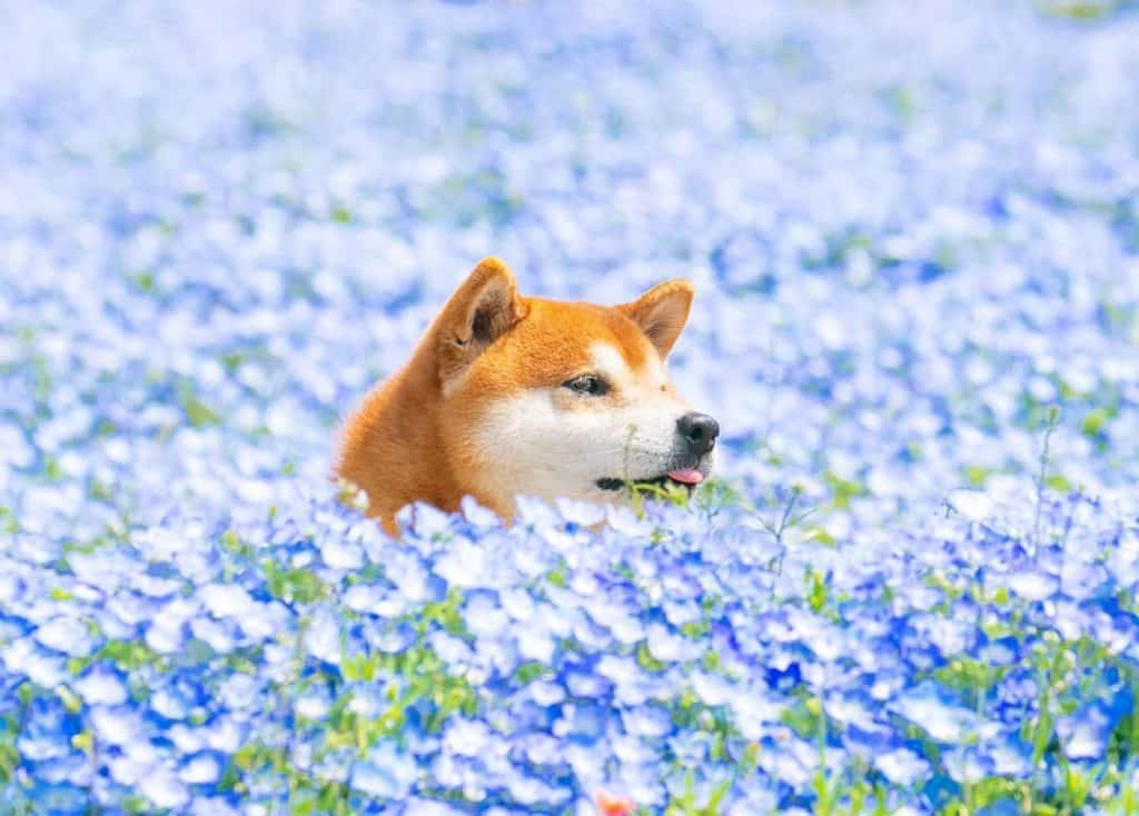 The Happiest Shiba Inu On Instagram #3 | Brain Berries