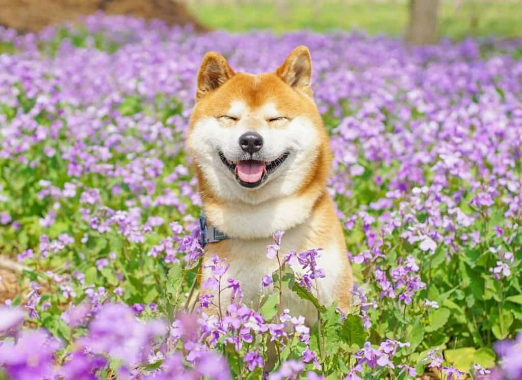 The Happiest Shiba Inu On Instagram #4 | Brain Berries