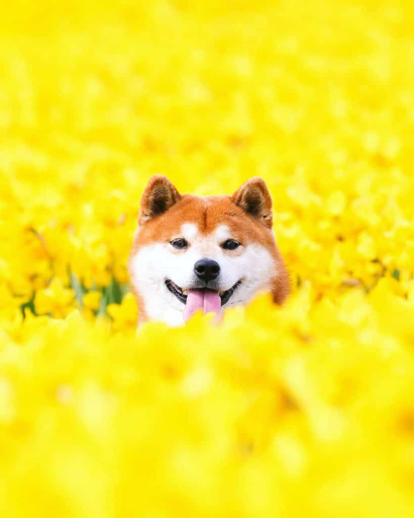 The Happiest Shiba Inu On Instagram #5 | Brain Berries