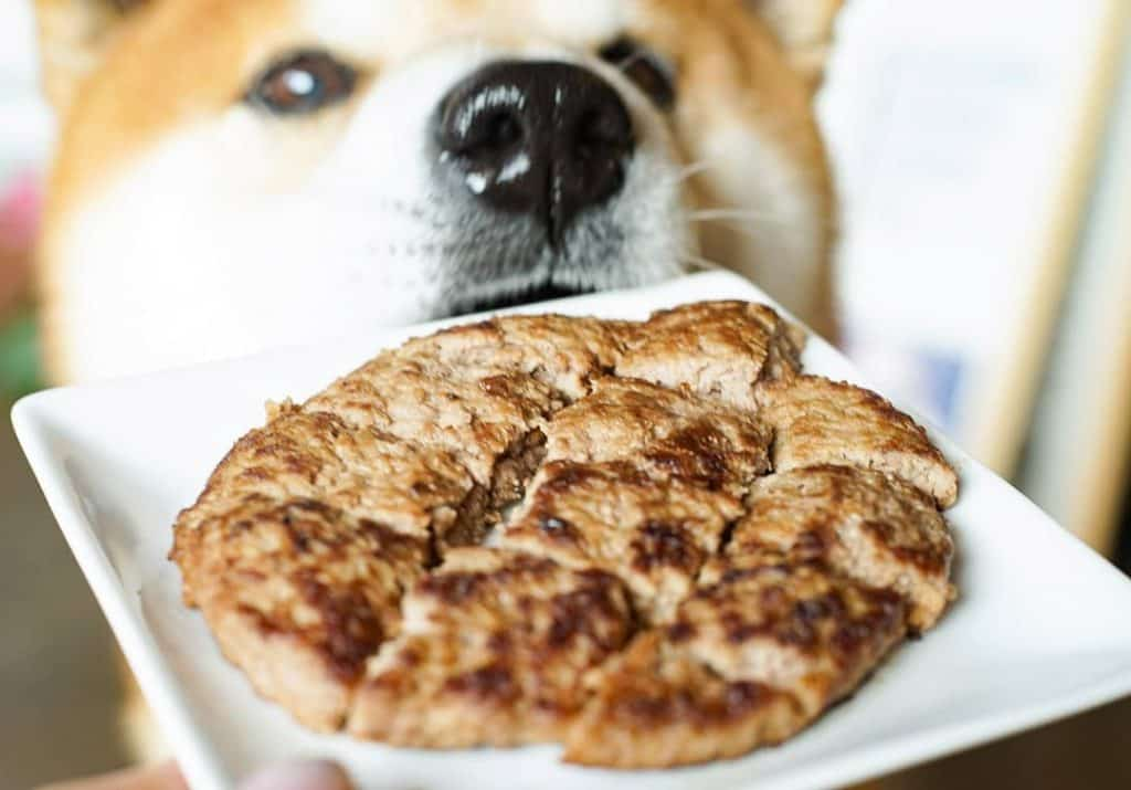 The Happiest Shiba Inu On Instagram #7 | Brain Berries