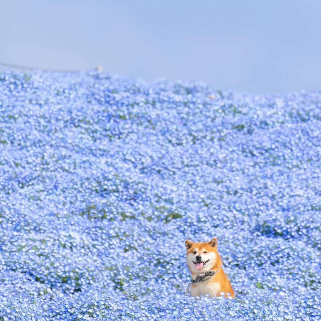 The Happiest Shiba Inu On Instagram #8 | Brain Berries