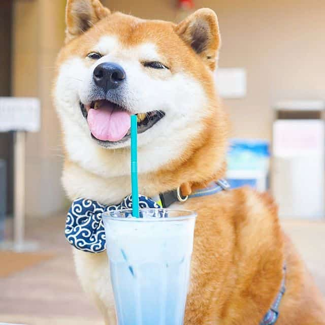 The Happiest Shiba Inu On Instagram #9 | Brain Berries