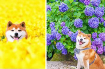 The Happiest Shiba Inu On Instagram!