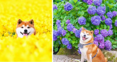 The Happiest Shiba Inu On Instagram!