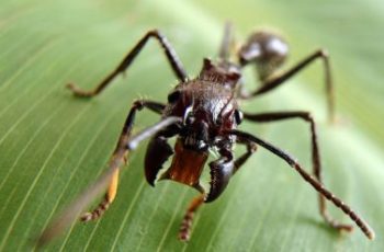 The Deadliest Insects In The World