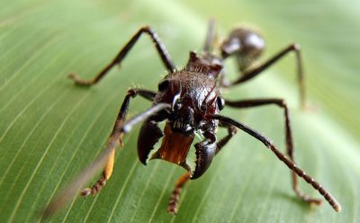 The Deadliest Insects In The World