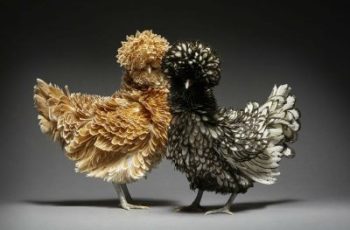 14 Chicken Couples In Love by Moreno Monti